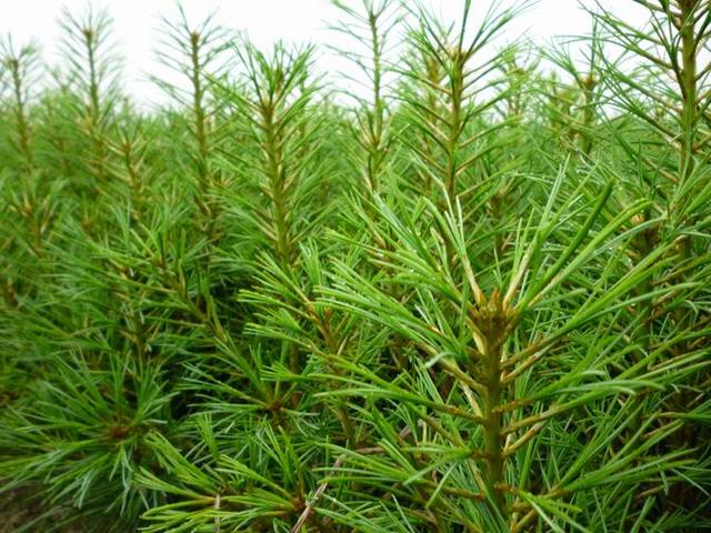 松树的种类 松树的种类
