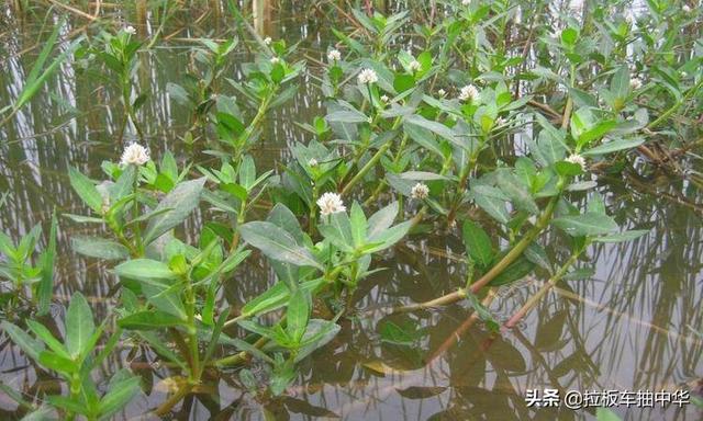 氯氟吡氧乙酸，你真的会用吗3