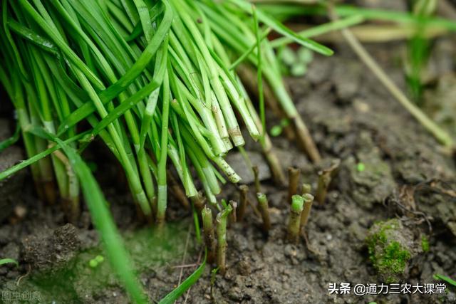 怎么让韭菜越长越粗壮，经常喷施这个叶面肥，叶片浓绿茎秆粗壮4