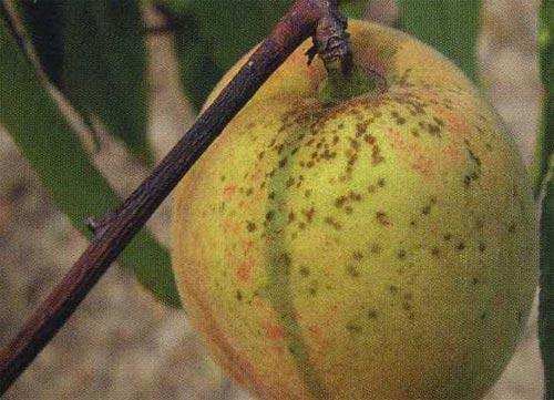 桃树疮痂病怎么防治？桃树疮痂病的防治技巧
