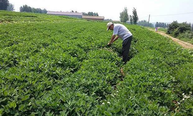 花生怎样管理才高产？学会了这些种植知识，你或许能找到答案3