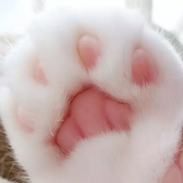 猫爪热