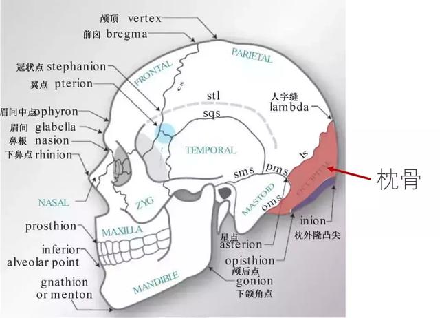 人字缝位于什么骨之间图片