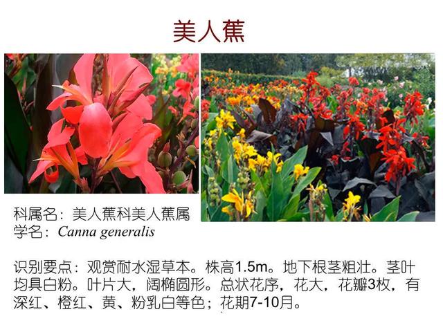 水生植物种类 水生植物种类（水生植物100种） 生活