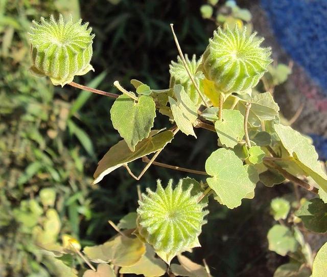 磨盘草