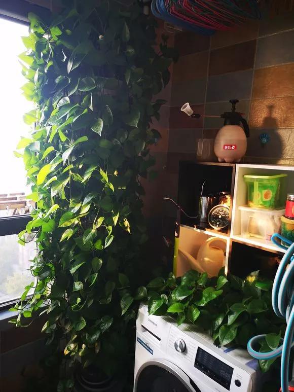 绿萝的养护方法