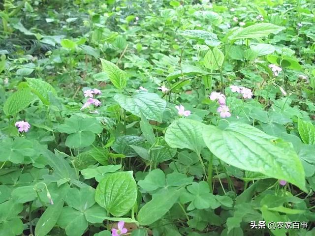 农村一种叫“假蒌”的植物，曾是古代一种香料，如今却成美味野菜