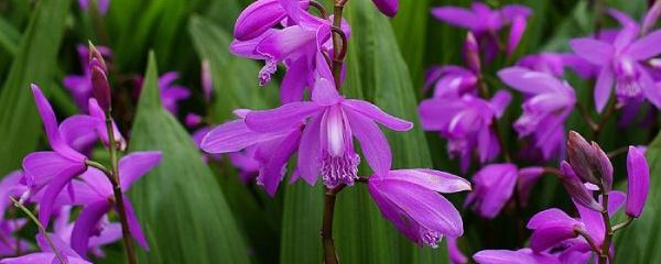 白芨种植 白芨种植（白芨种植条件） 生活