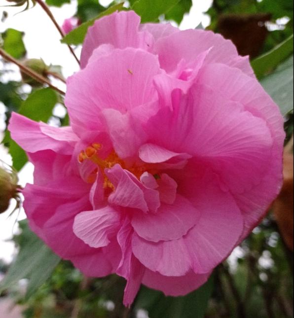 木芙蓉 木芙蓉（木芙蓉简介） 生活