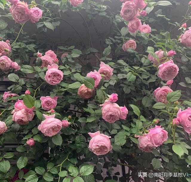 开花最勤的耐阴十大爬藤月季,5款适合做花墙拱门的藤本月季品种