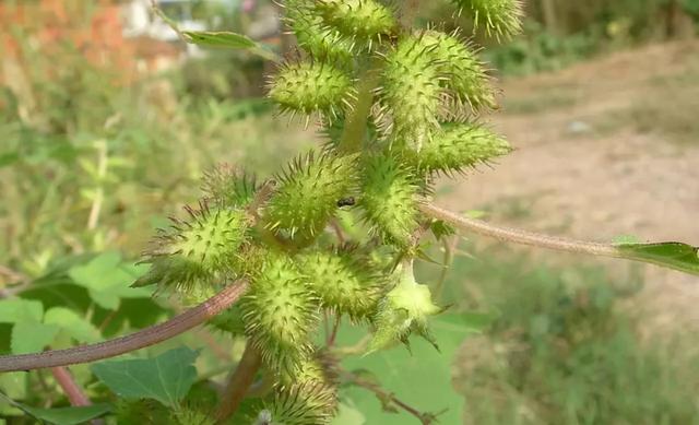 植物靠什么传播种子