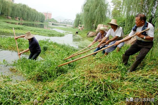 慎用：风靡全球50年的“农药之王”草甘膦可别乱用，后果严重3