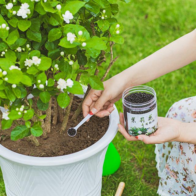 茉莉花的养殖方法