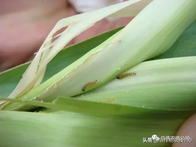 危害甘蔗三大螟虫怎么区别？9