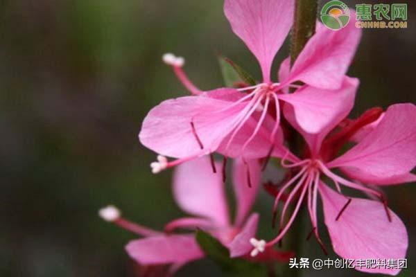 桃花是什么季节开的