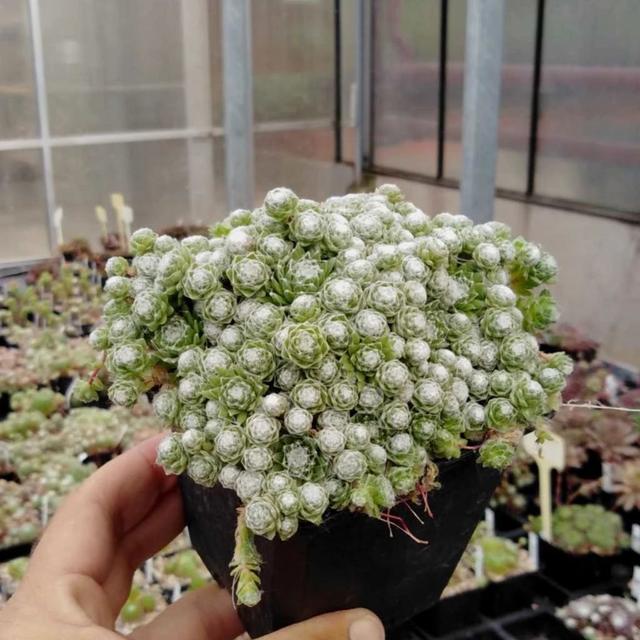 长生草 长生草（长生草的养殖方法和注意事项） 生活