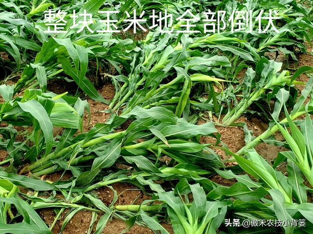 地里倒伏秸秆破碎机
