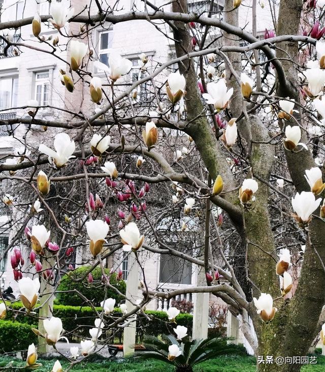 白兰花树 白兰花树（白兰花树的特点） 生活