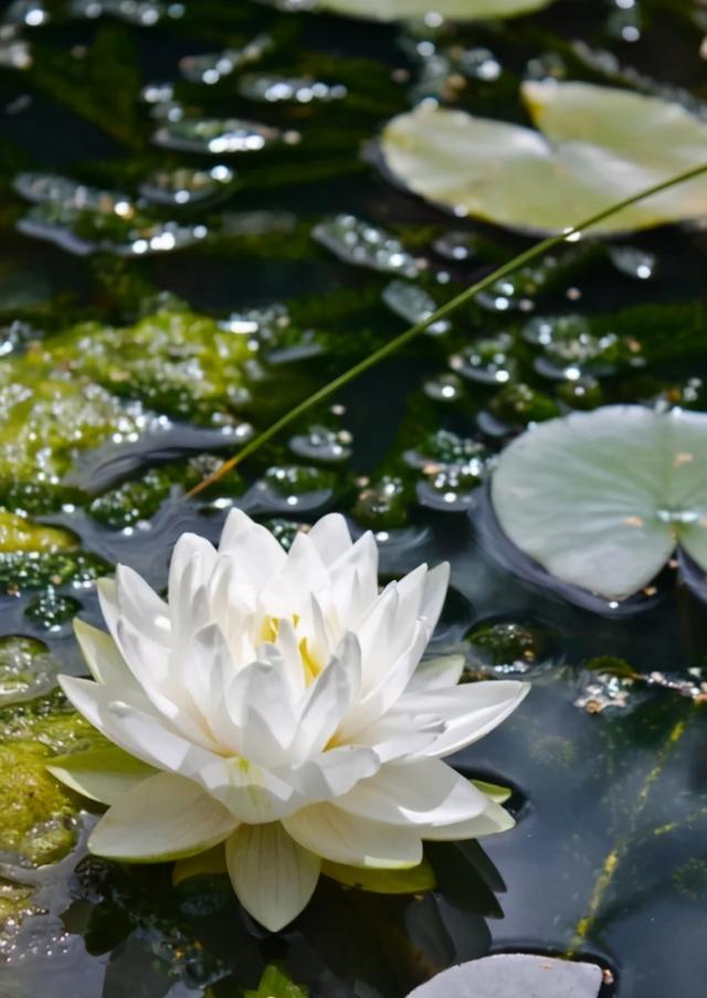 冥界之花有哪些（盘点6种很美的“冥界之花”）