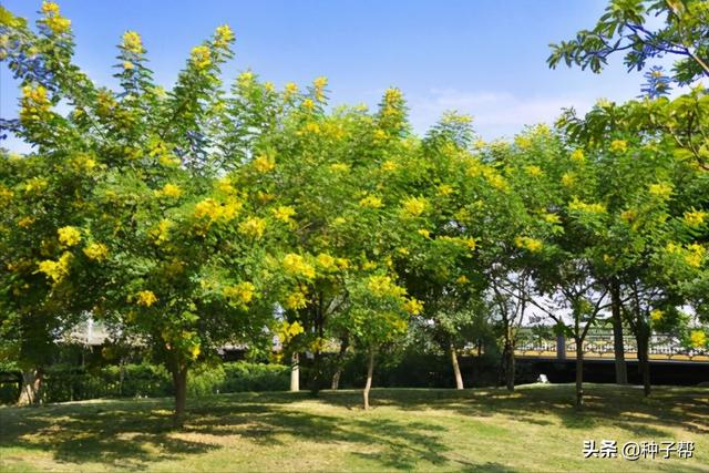 所有开黄花的树植物图图片