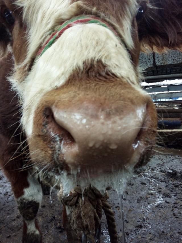 牛口蹄疫之前什么症状,牛口蹄疫到底如何对待