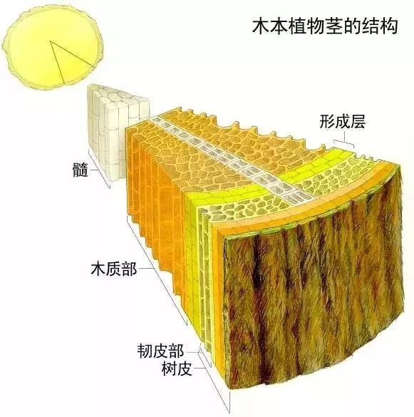 啄木鸟的特点