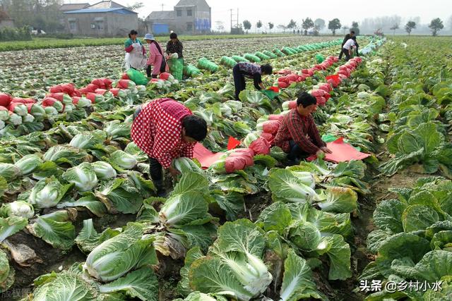 种植白菜巧用生石灰，不仅能提高产量，还能防治病虫害9