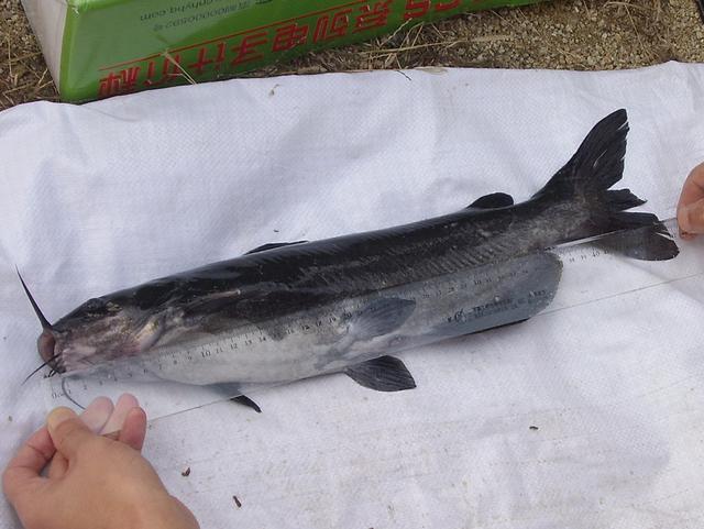 叉尾鱼的养殖技术 如何养殖斑点叉尾鮰成鱼(水产养殖技术系列11)_农业