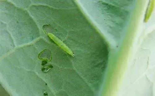 这个药是防治蚜虫、红蜘蛛、钻心虫、甜菜夜蛾等害虫特效药！