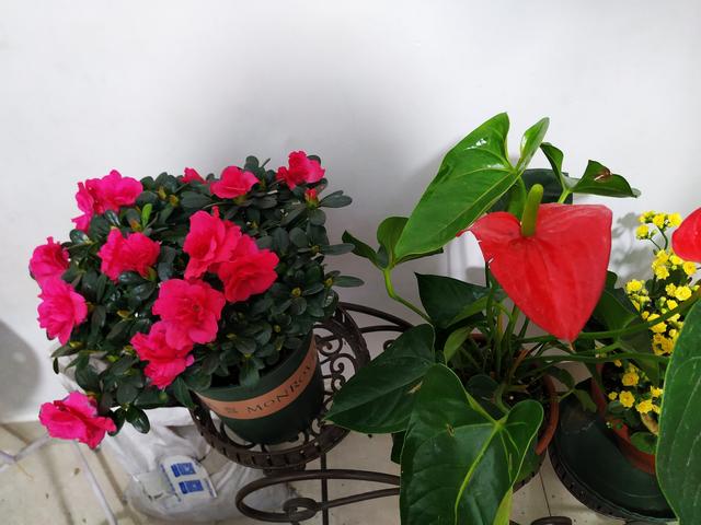 杜鹃花养殖