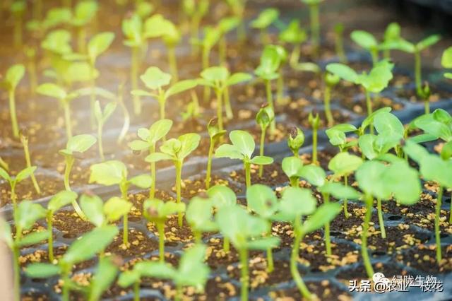 深度解析“芸苔素”，用好才是宝4