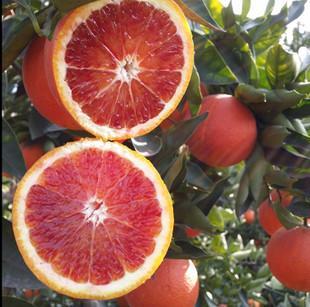 柑橘黑星病的防治措施