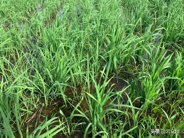 高温天气，水稻田用氰氟草酯、噁唑酰草胺防除稗草效果变差