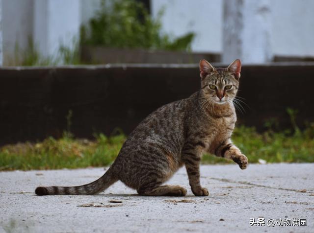 狸花猫