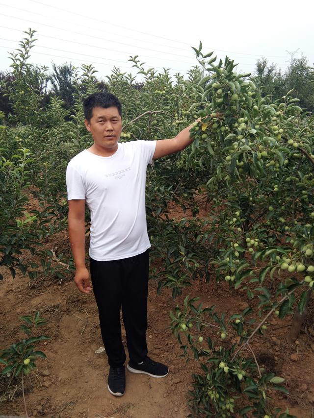 美国八号苹果介绍美国8号苹果的特点苹果苗种植栽培技术3