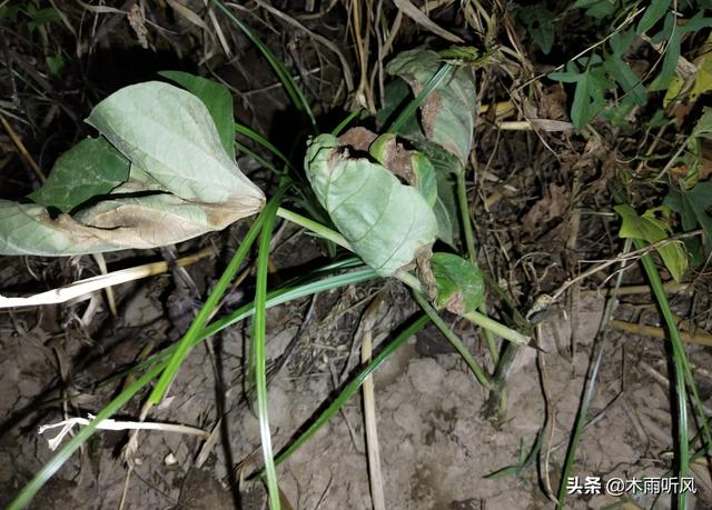 红薯田最好的除草方式是怎样的？2