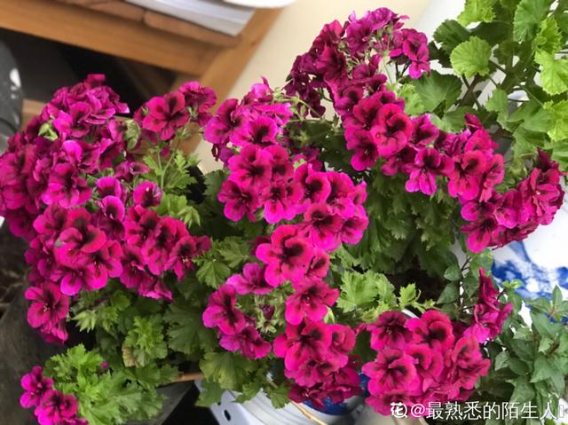 金鸡菊