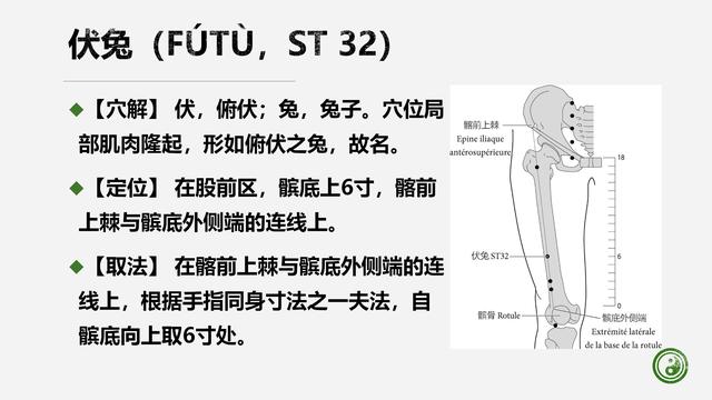 足阳明胃经与腧穴