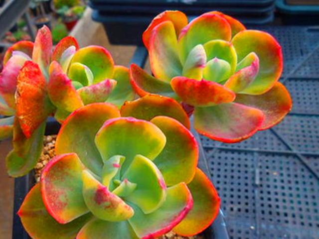 多肉植物夕阳牡丹（多肉夕阳牡丹锦）(5)