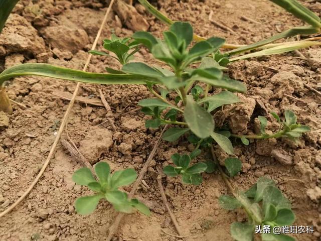 这个除草剂最安全，小麦出穗前均可使用2