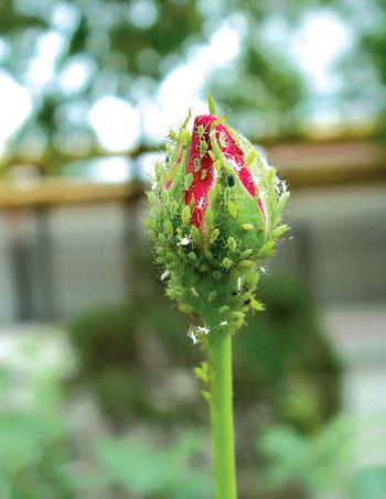 月季花的这种虫害一年能发生10代，老花农告诉你如何防治2