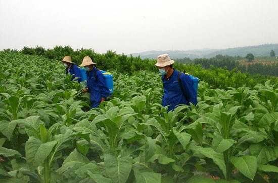 烟草防治野火病，注意这五点，后期管理更轻松5