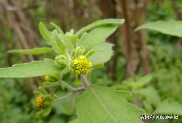 中草药治类风湿,风湿中草药材-柠檬ai自媒体