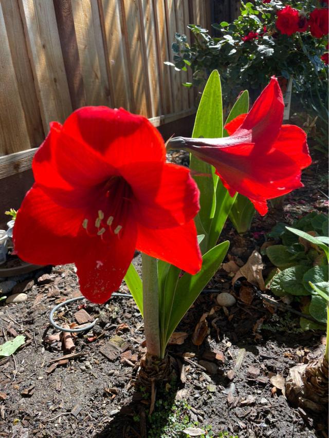 花草图片 花草图片（花草图片高清） 生活