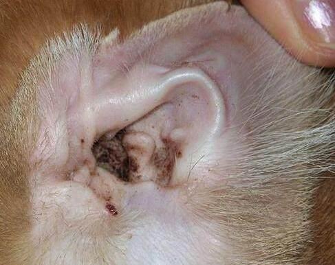 狗狗耳朵很干净但是甩头(狗耳螨早期症状图片)-艾拉狗狗乐园