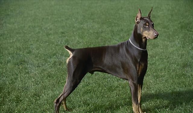 护卫犬有哪些护卫犬有哪些品种图片