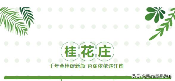 金桂树 金桂树（金桂树苗价格） 生活