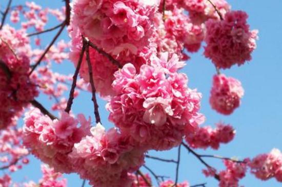 四月开什么花 四月开什么花（上海四月开什么花） 生活