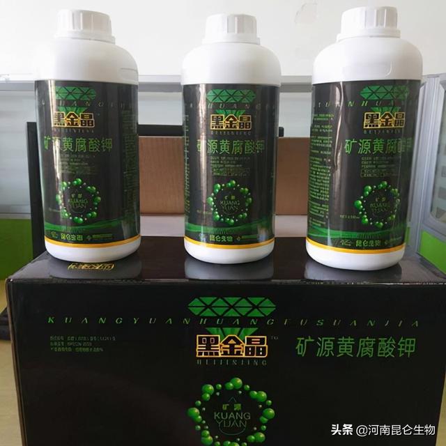 芹菜烂根是什么原因？芹菜死苗烂根的治疗？芹菜抗病增产施肥2