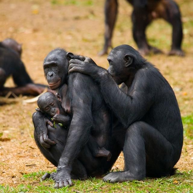 大猩猩的繁殖方式是什么（大猩猩行走方式）